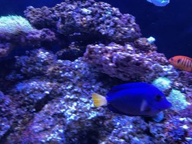 Siam-Center-Aquariam