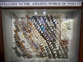 Insect-Museum